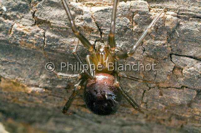 Theridiidae_4223.JPG - France, Paris (75), Araneae, Theridiidae, Araignée, Veuve des villes (Steatoda grossa), femelle, Dark comb-footed spider